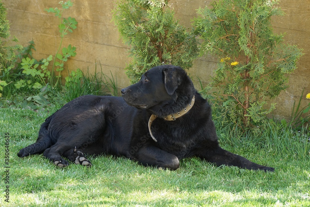 one black dog is lying on the green grass of a lawn by a brown fence