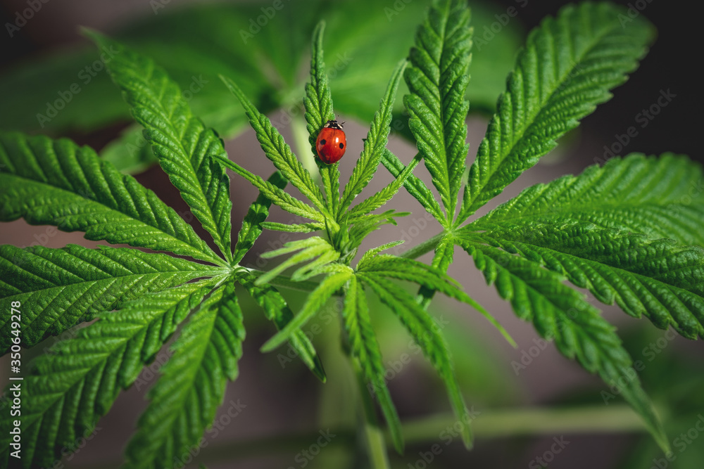 Cannabis leaves on blurred background. Legal medical cannabis green plant with ladybug on it. Hemp oil and cosmetics, medical marijuana, alternative remedy concept