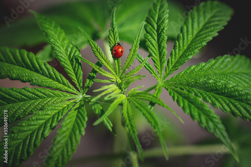 Obraz na płótnie Cannabis leaves on blurred background. Legal medical cannabis green plant with ladybug on it. Hemp oil and cosmetics, medical marijuana, alternative remedy concept w salonie