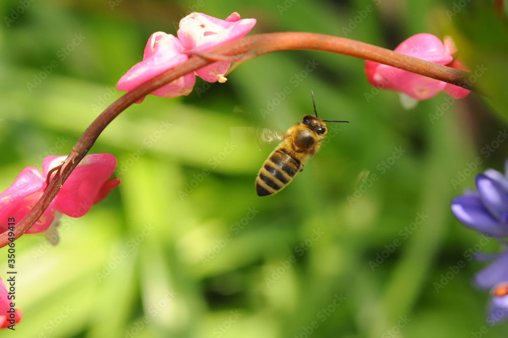 Beautiful macro from a bee fyling/hovering in the air around a bleeding heart (Lamprocapnos spectabilis) with nice soft bokeh and overall vivid colors The wing beat leads to a nice motion blur Beautiful macro from a bee fyling/hovering in the air around a bleeding heart (Lamprocapnos spectabilis) with nice soft bokeh and overall vivid colors The wing beat leads to a nice motion blur