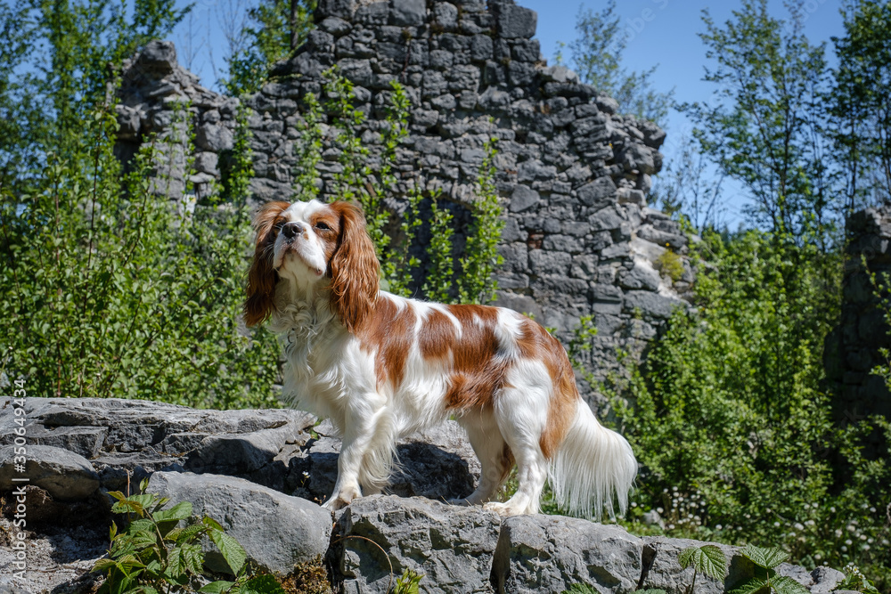 Cavalier King Charles Spaniel in front of stone ruins Cavalier King Charles Spaniel in front of stone ruins