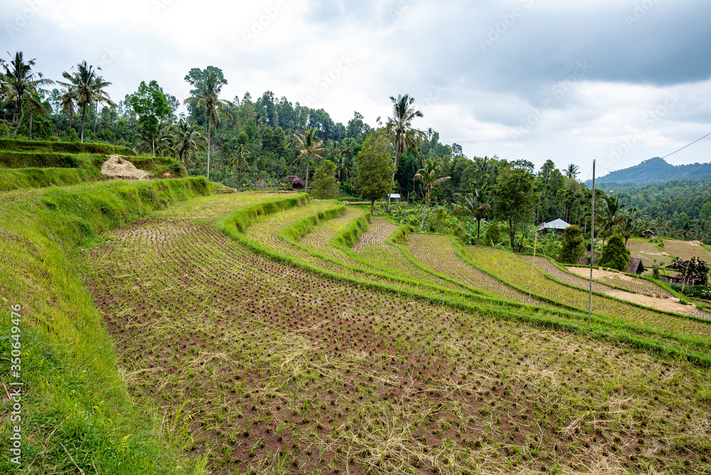 Harvested rice field in Bali, Indonesia
