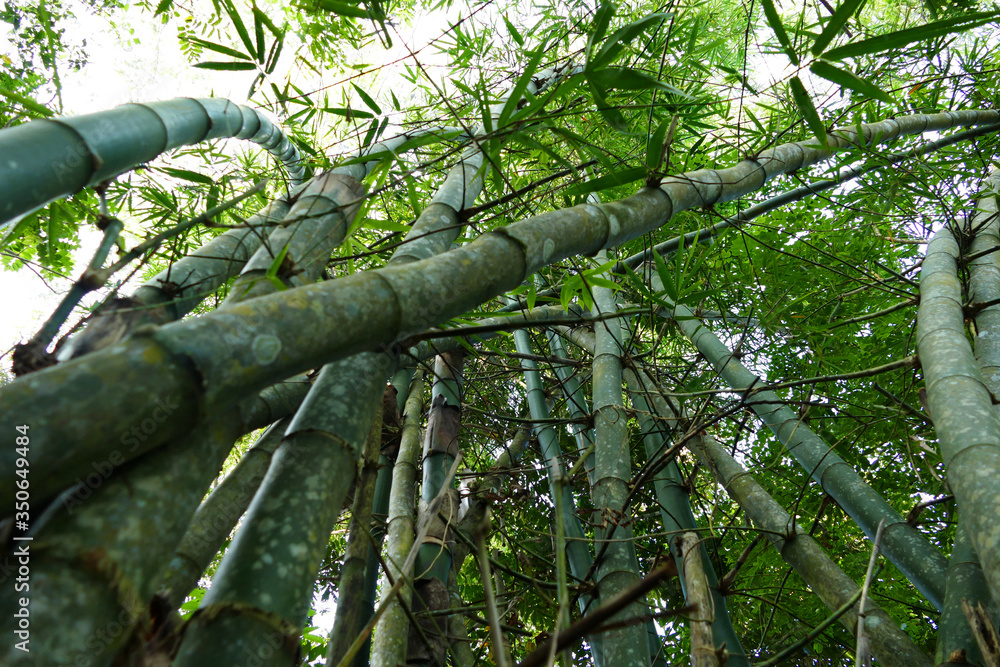 Fototapeta premium Tropic Bamboo forest view into the treetop