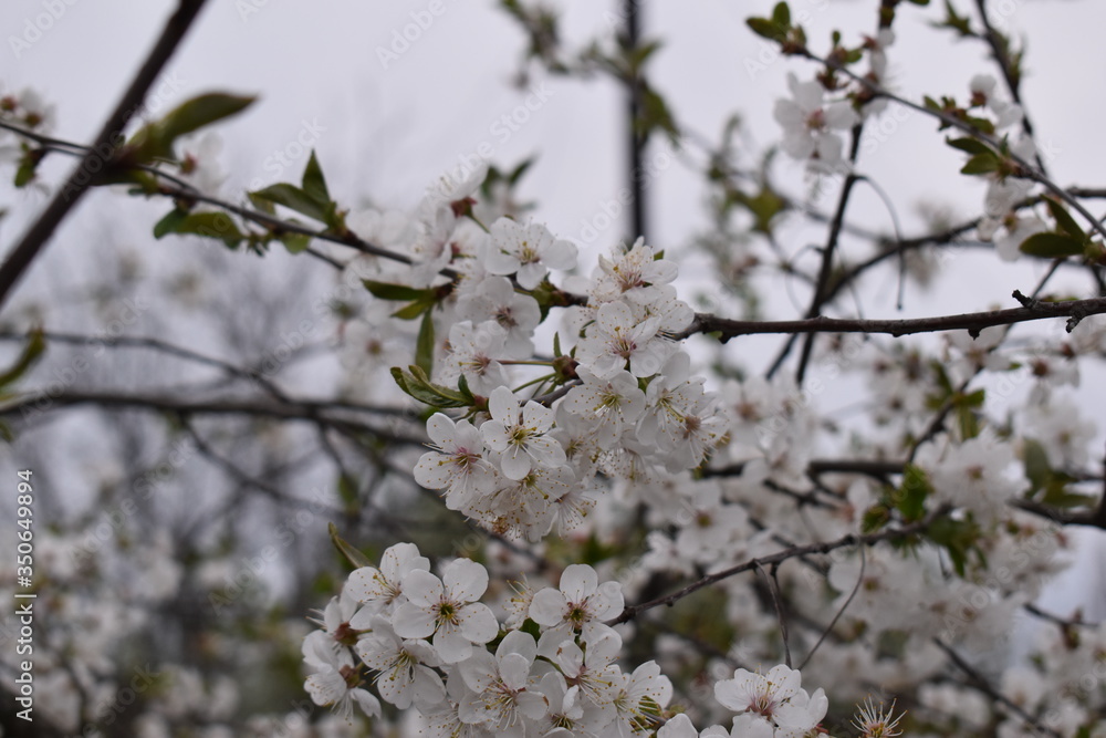 flowering trees