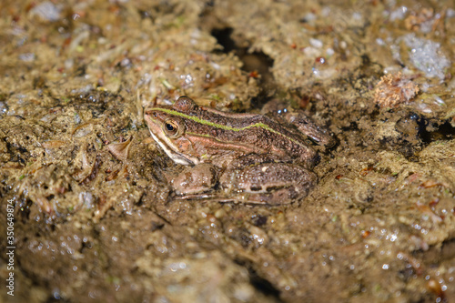 Natterjack toad frog in the river.