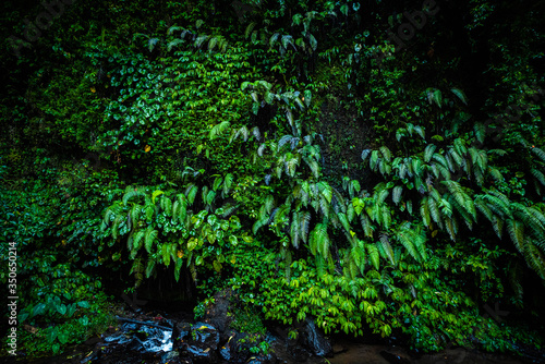 Wild tropical rainforest in Bali, Indonesia