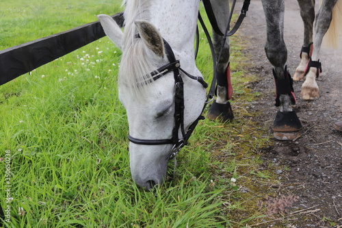 Pony eating grass before competition