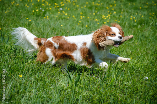 Cavalier King Charles Spaniel bringing a stick in green grass