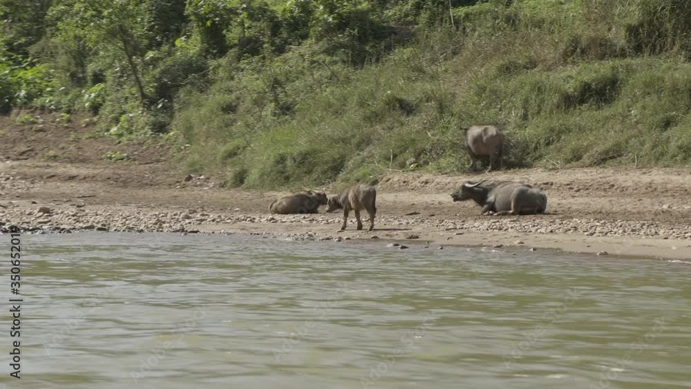 Panning shot of water buffaloes relaxing at riverbank against plants on sunny day - Chiang Rai, Thailand Panning shot of water buffaloes relaxing at riverbank against plants on sunny day - Chiang Rai, Thailand