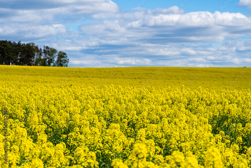 A blooming field of rapeseed against a clear blue sky with shades caused by clouds