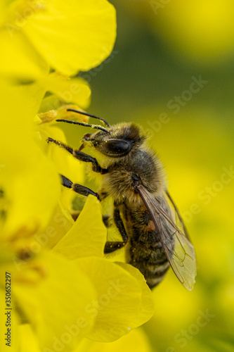 A bee searching for and eating nectar on a rapeseed flower