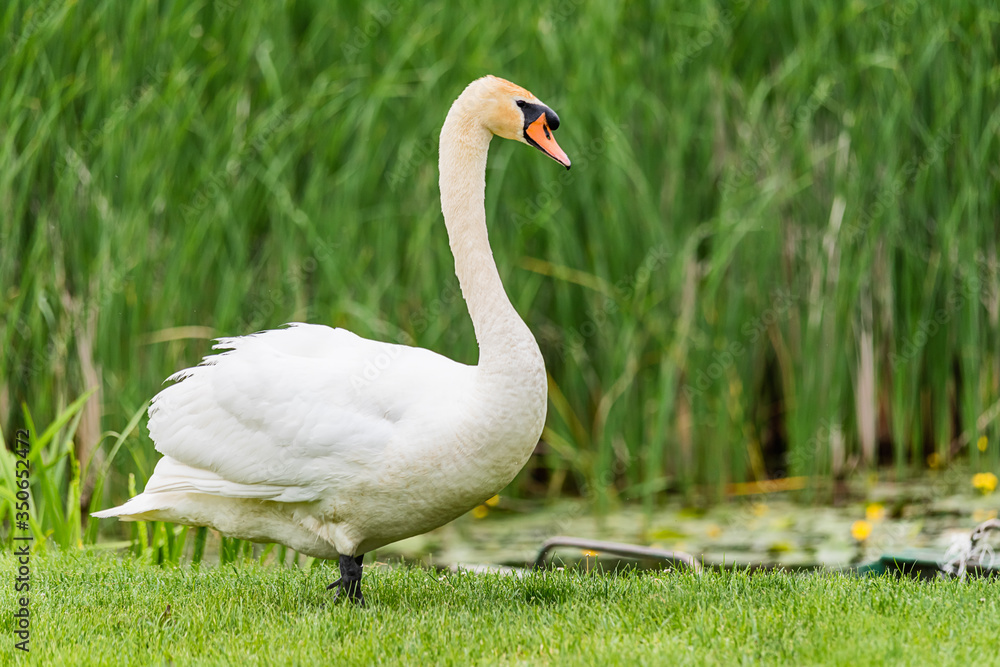 A swan walks on the grass by the lake A swan walks on the grass by the lake