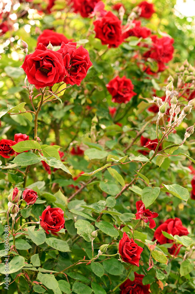 garden with red roses in springtime