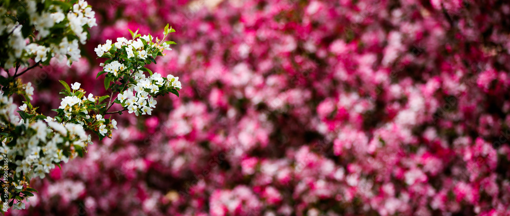 Copy space with a branch of a blooming apple tree on a blurred background with pink sakura