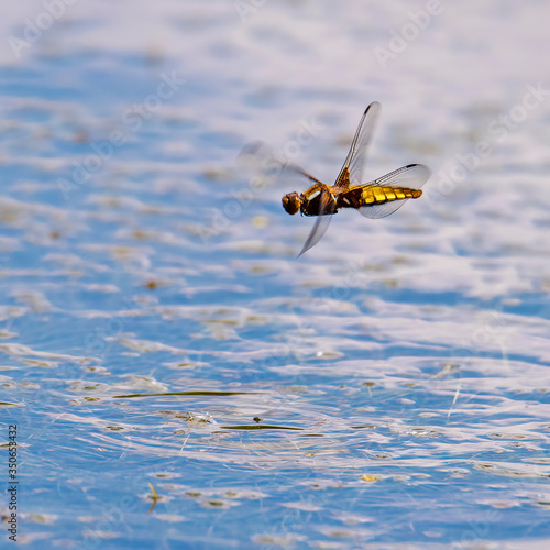 Fototapeta Naklejka Na Ścianę i Meble -  Beautiful big dragonfly on the grass on a blurred background. Dragonfly on flower macro view. Dragonfly profile. Dragonfly macro view.