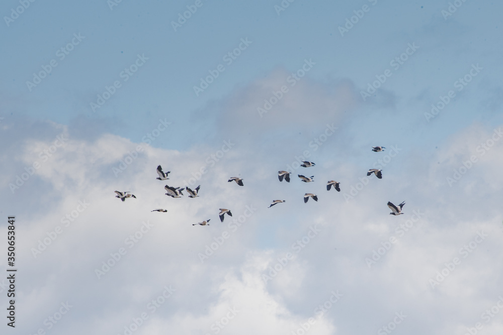 Flying Birds in the sky