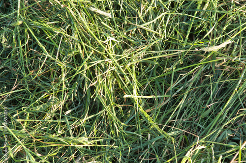 Natural grass green pattern background