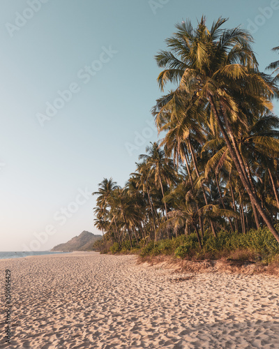 palmtrees at Ngapali