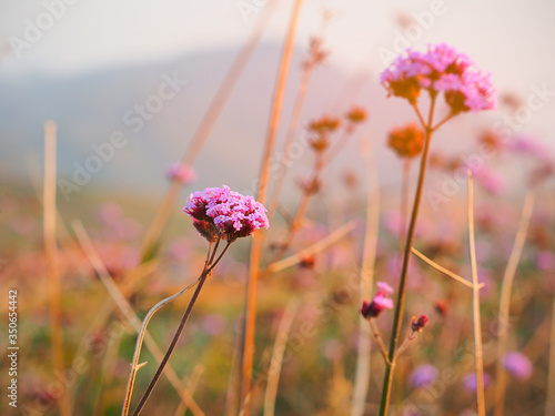 Purple flower blooming in the spring season at a sunrise time for the background.