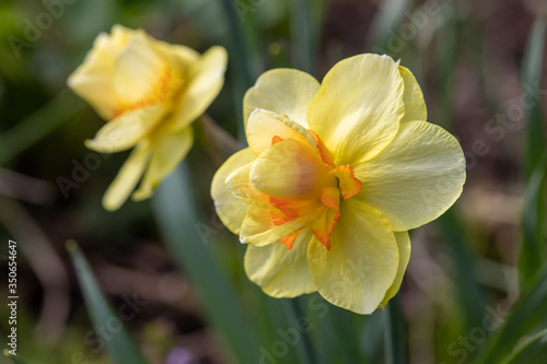 Yellow flowers narcissus. Background Daffodil narcissus with yellow buds and green leaves.