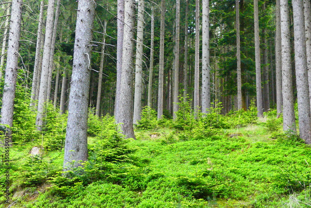 Obraz premium im Wald