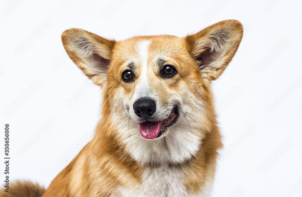 dog looks out with tongue sticking out, welsh corgi breed