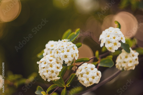 Fototapeta Naklejka Na Ścianę i Meble -  Sweet Alyssum or Lobularia maritima white flowers with beauty bokeh from analog lens