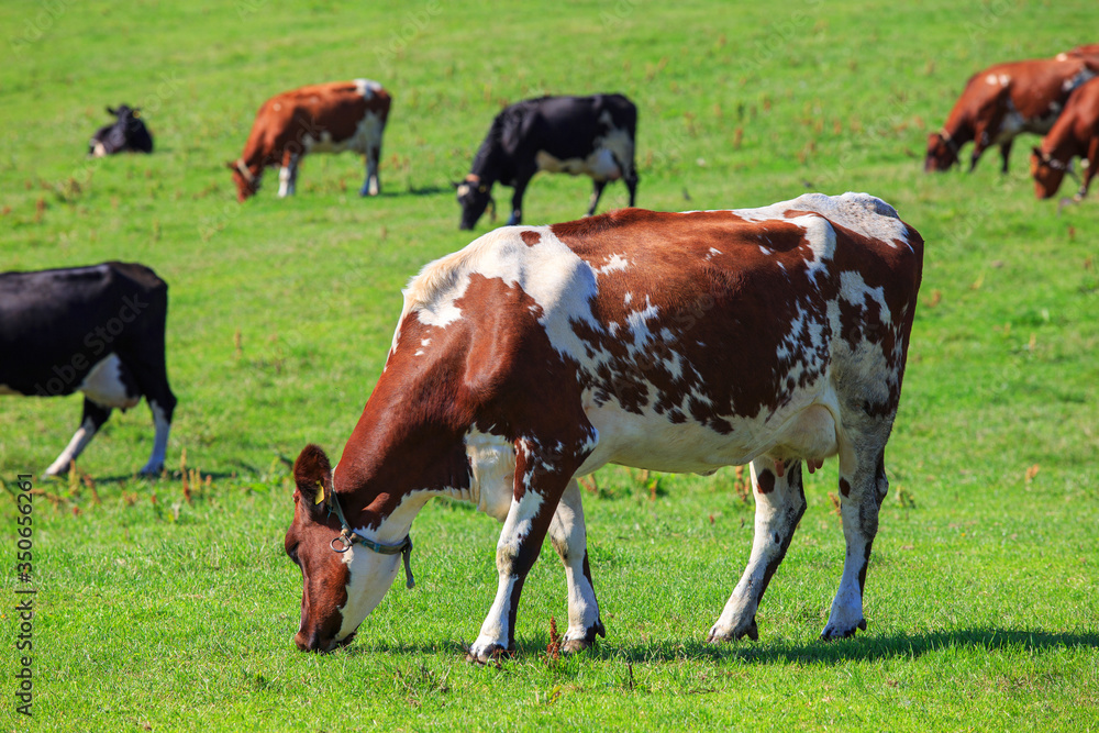 Dairy cows at countryside, green grass background Dairy cows at countryside, green grass background