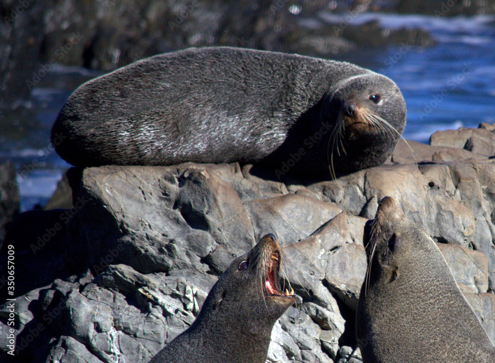Naklejka premium Fur Seals at Red Rocks Reserve, New Zealand