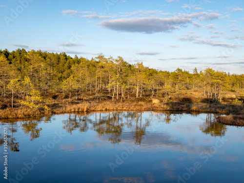 Colorful evening and sunset over the bog lake, crystal clear lake and bog in the evening, reflections on the water. Pine in the background.