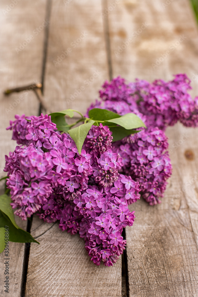 Fototapeta premium Lilac on a wooden bench