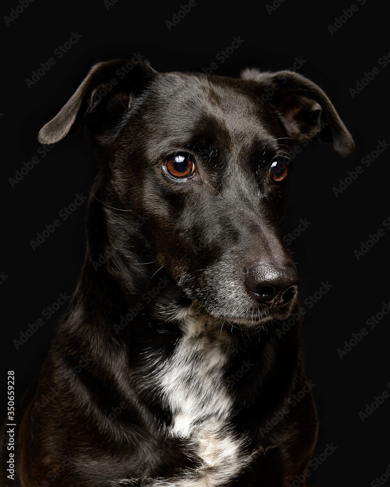 black dog portrait