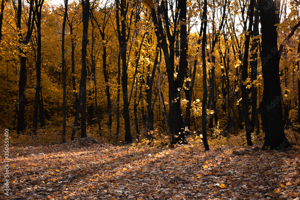 Obraz premium autumn in the forest