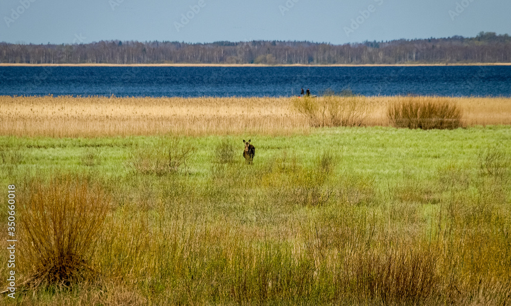 bright landscape with lake shore, flooded lake meadows, blurred elk silhouette in the background of the landscape bright landscape with lake shore, flooded lake meadows, blurred elk silhouette in the background of the landscape