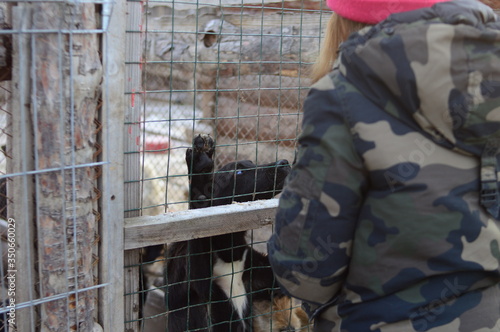 Man strokes dog in shelter