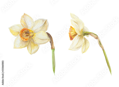 Yellow narcissus blooming front and side view on a white background watercolor painting