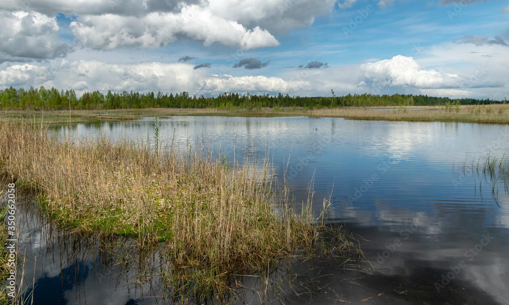 a developed bog lake, swampy meadows and bogs wonderful cumulus clouds and reflections in the water, Sedas heath, Latvia