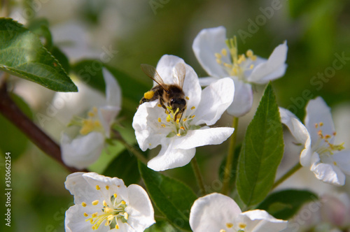 The bee pollinates the flowers. A bee sits on the white flowers of an Apple tree.