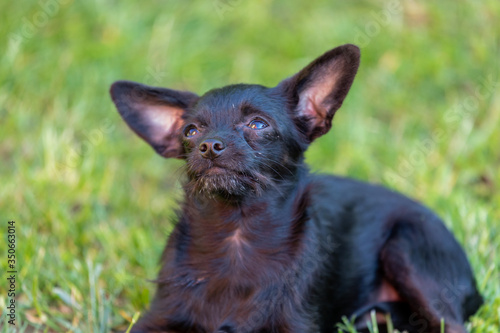 chihuahua Poodle mix puppy on natural background (chipoo) photo