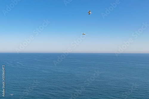 gulls flying at the edge of the cliffs with the ocean in the background