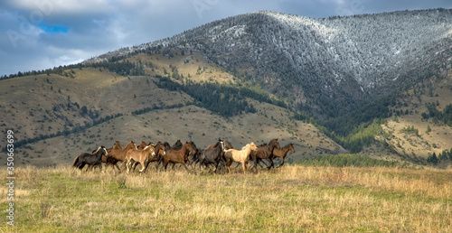 Photos Horse stampede in Montana Montana foothillsfoothills