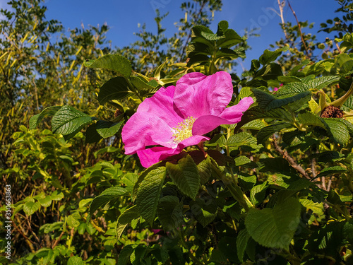 Rose hip flower-autumn smile. A beautiful pink flower on a fruit-strewn Bush. photo