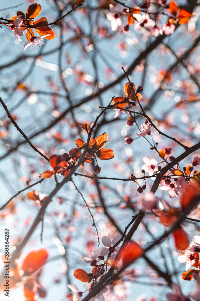 blooming pink flowers on tree on blue background blooming pink flowers on tree on blue background