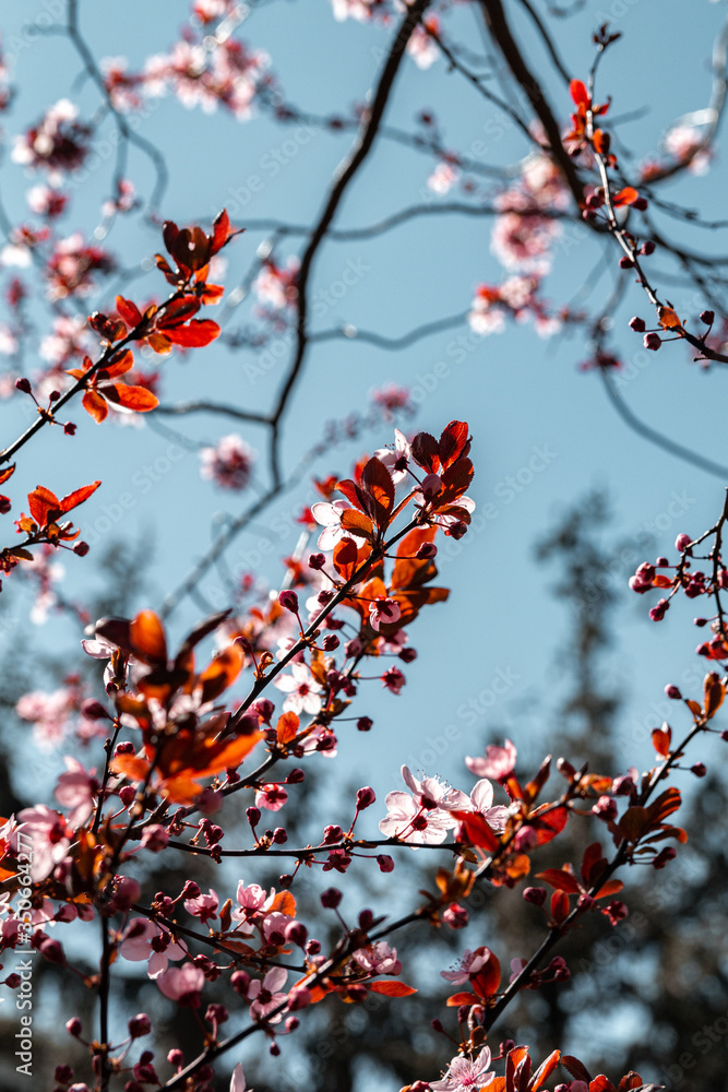 blooming pink flowers on tree on blue background blooming pink flowers on tree on blue background