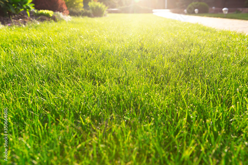 Lawn in backlight. Green grass illuminated by evening sun.Selective focus.Close up.Landscape design concept for garden,lawn care in summer.