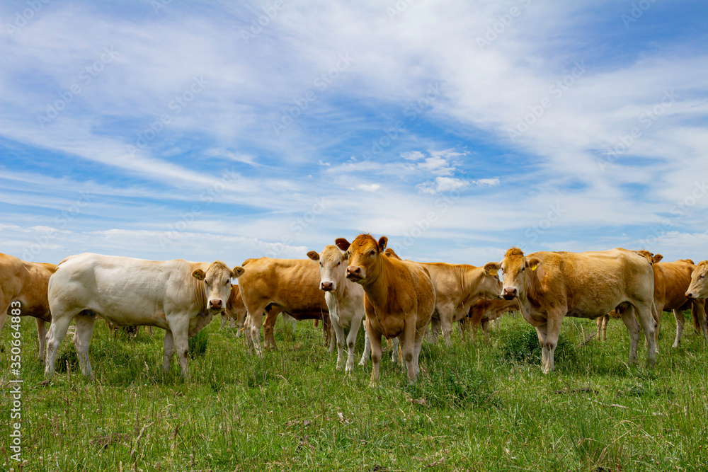 Beige cows of the blonde Aquitaine breed. Little calf in the group. Field landscape with cattle breeding. Non-vegetarian food.