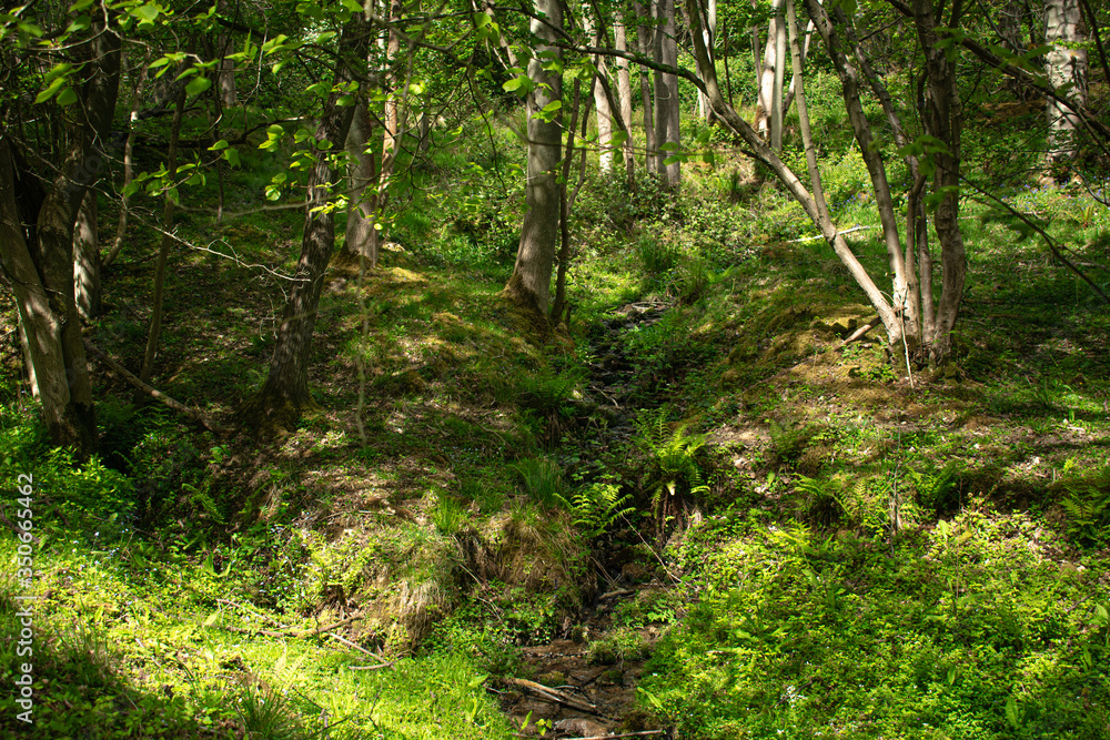 small creek flowing through a lush spring forest small creek flowing through a lush spring forest