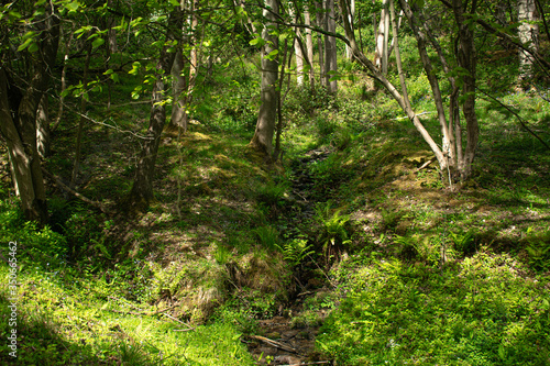 small creek flowing through a lush spring forest