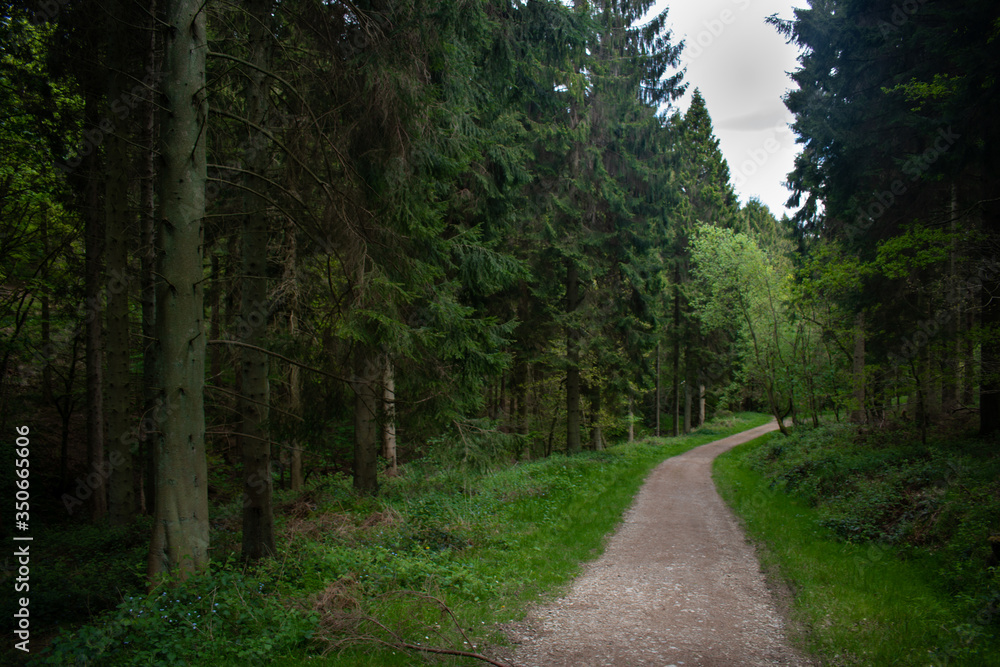 Fototapeta premium A path goes through a lush pinewood forest