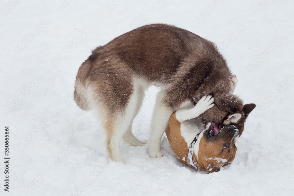 Cute siberian husky puppy and amstaff puppy are playing in the winter park. Pet animals. Cute siberian husky puppy and amstaff puppy are playing in the winter park. Pet animals.